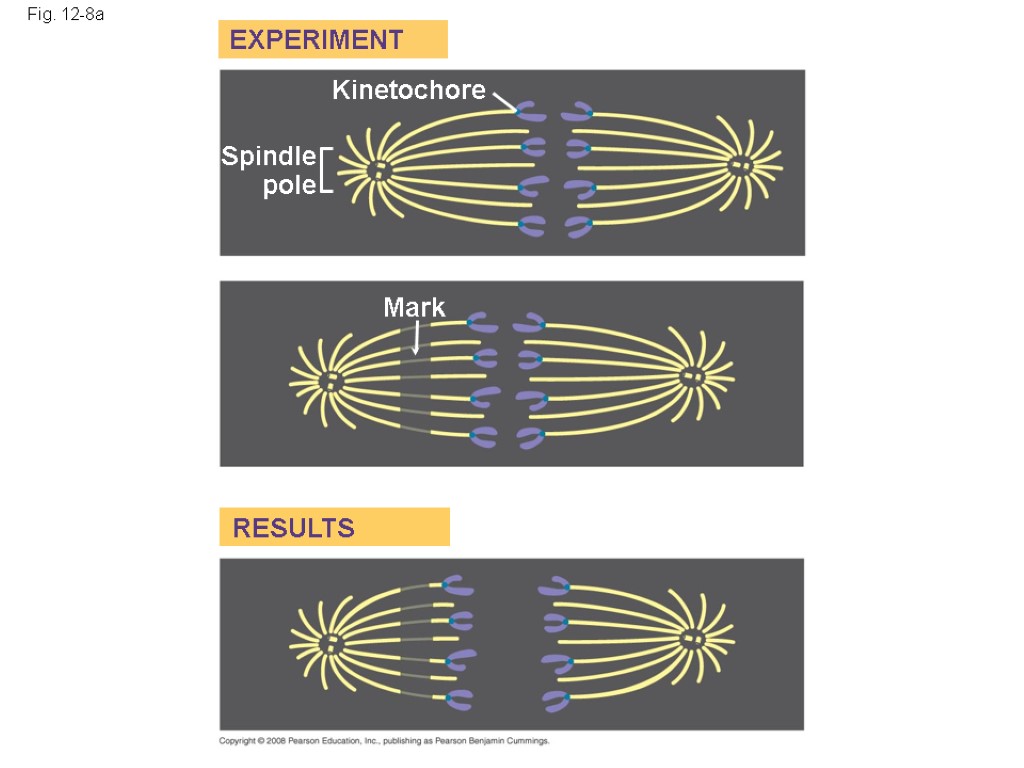 Fig. 12-8a Kinetochore Spindle pole Mark EXPERIMENT RESULTS